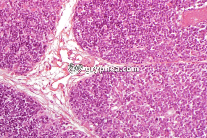 Thymus jeune x100 - gryphea.com